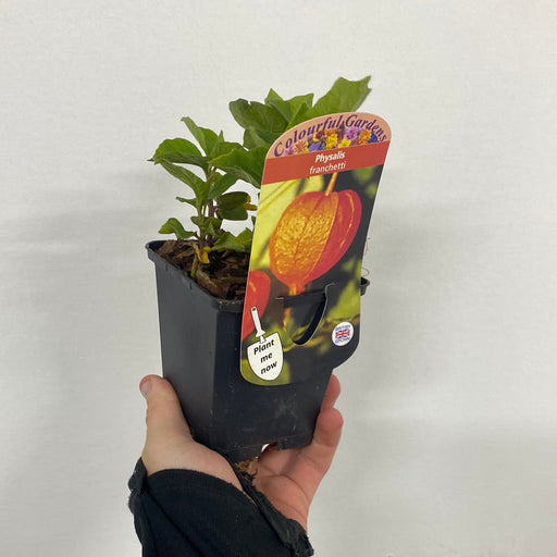 Physalis franchetti 9cm -