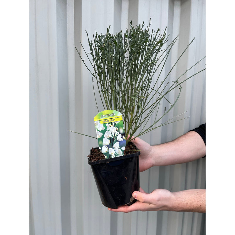 Cytisus (Broom) - 'White Lion' 1L / 2L -