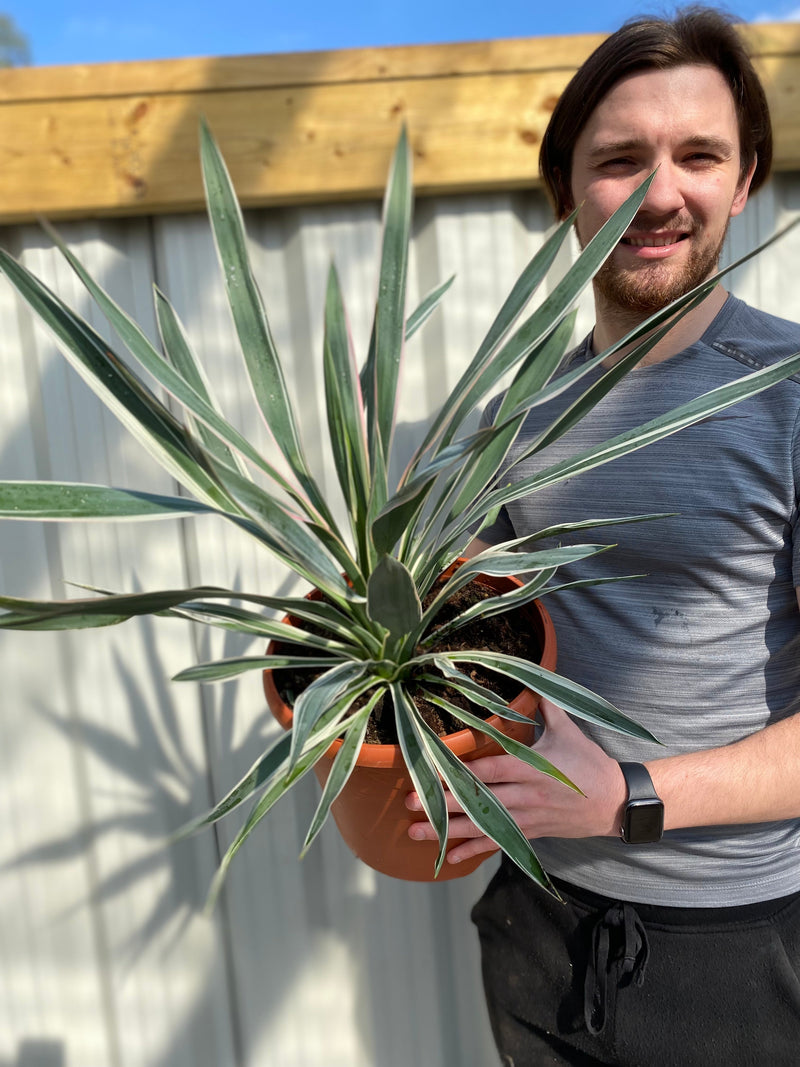 Yucca Variegata 7.5L -