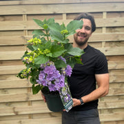 Hydrangea macrophylla 'Feather Blue' 5L -