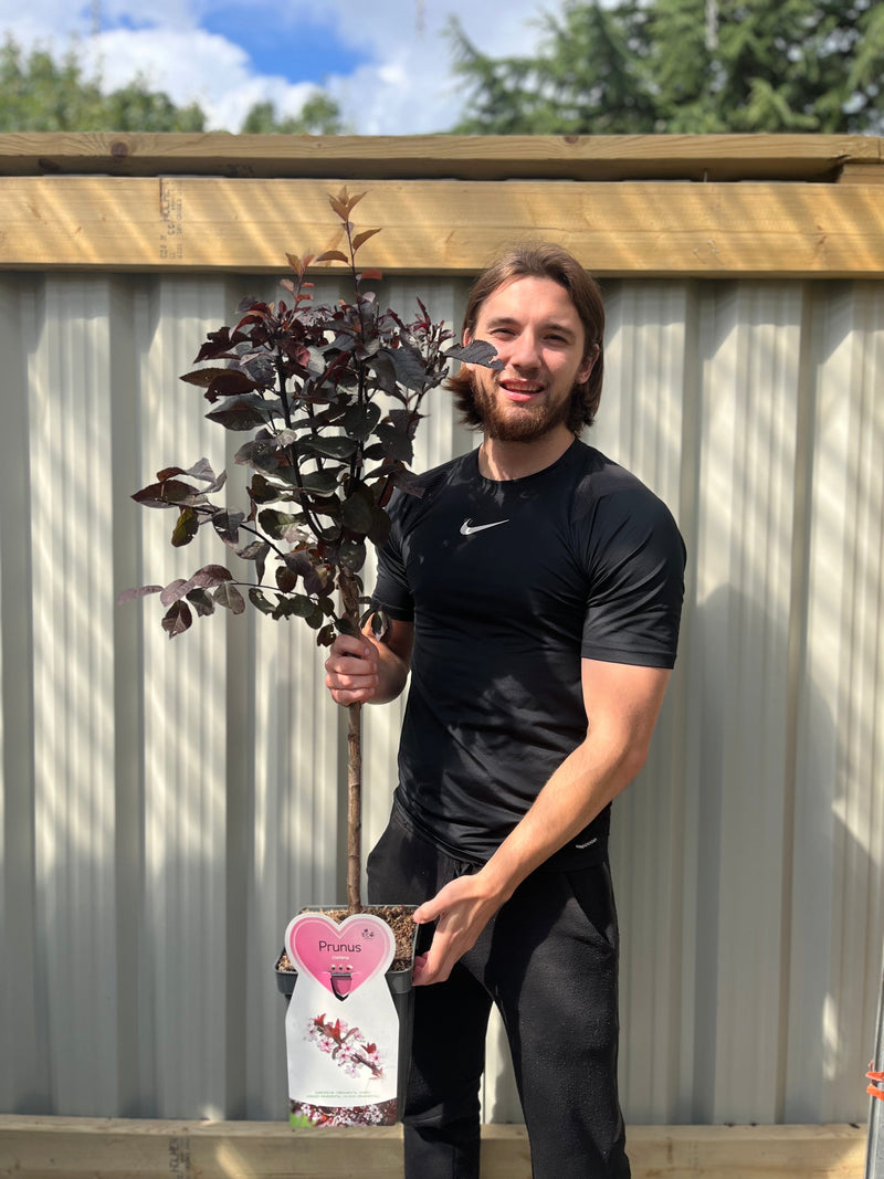 Dwarf/Patio Ornamental Flowering Cherry Blossom Tree - 'Cistena' 100-120cm -