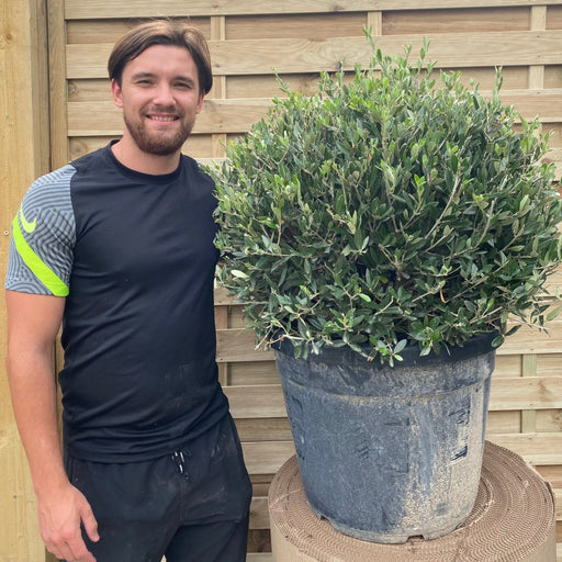 Established Olive Ball 55L (Olea Europeana) -