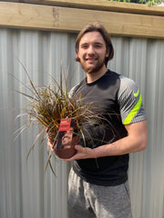 Uncinia 'Rubra' Ornamental Grass 3L -