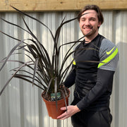 Phormium 'Platts Black' 3L/5L/10L -