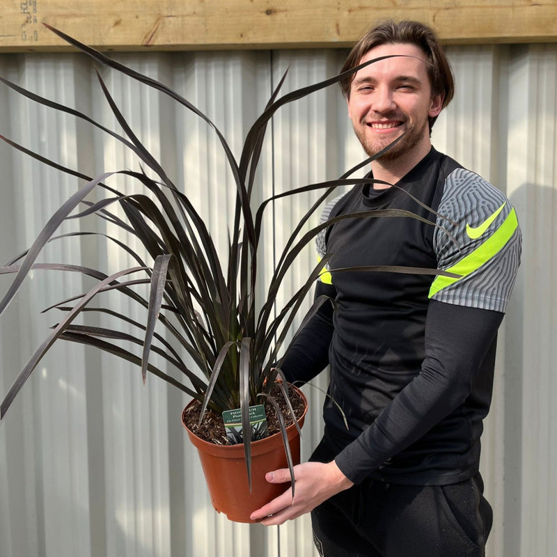 Phormium 'Platts Black' 3L/5L/10L -