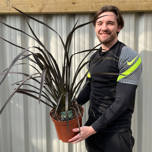 Phormium 'Platts Black' 3L/5L/10L -
