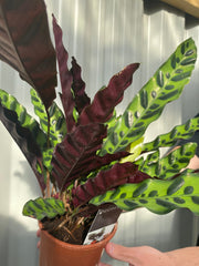 Calathea lancifolia 50cm -