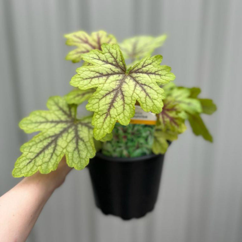 Heuchera 'Alabama Sunrise' 2L -