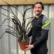 Phormium 'Platts Black' 3L/5L/10L -
