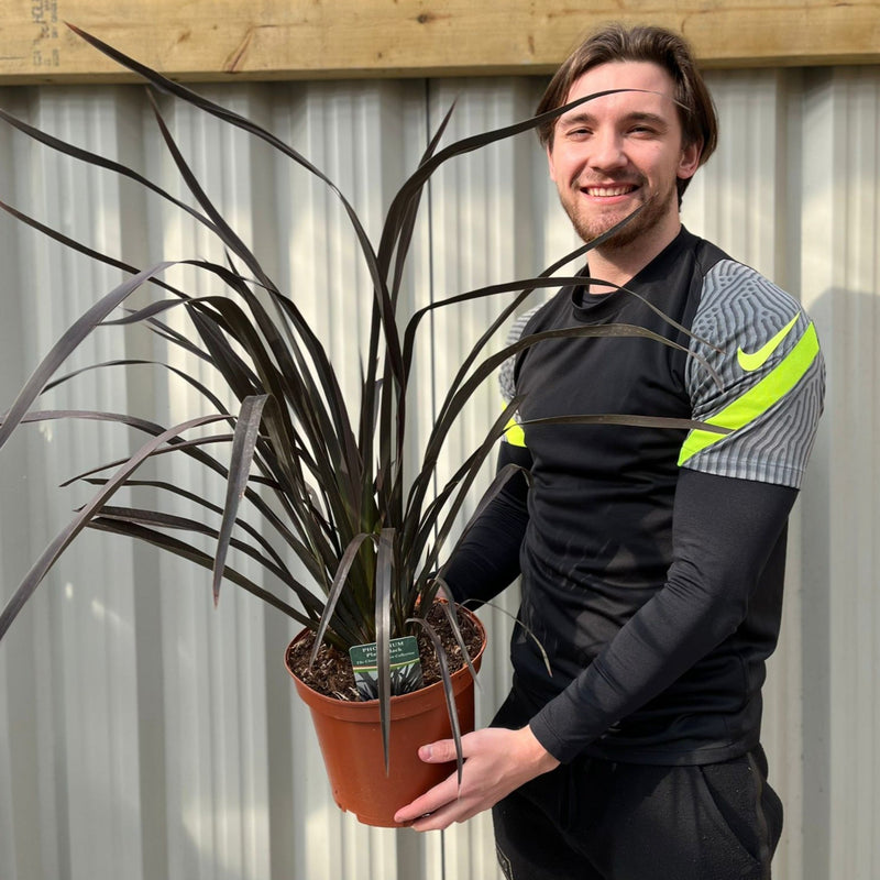 Phormium 'Platts Black' 3L/5L/10L -