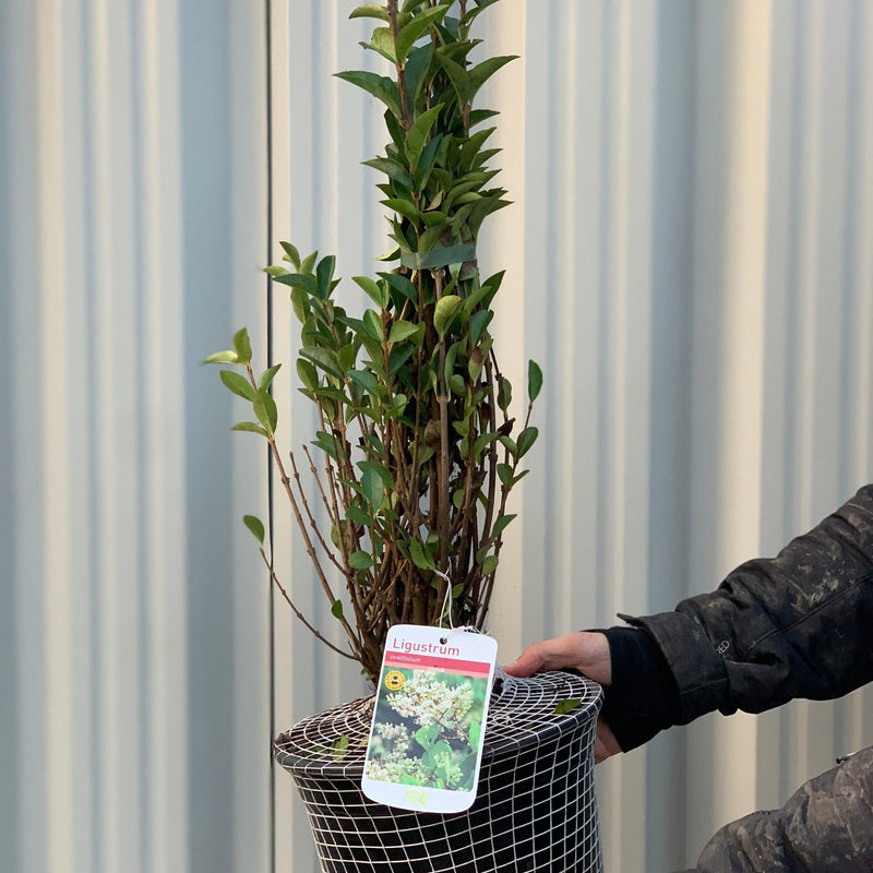Ligustrum ovalifolium 5L (Privet Hedging) -