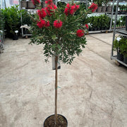 Standard Callistemon 'Kingpark' (Bottle Brush) 4L (90-100cm) -