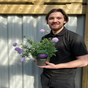 Scabious 'Flutter Deep Blue' 2L -