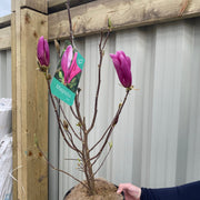 Magnolia 'Susan' 9cm - 3L -