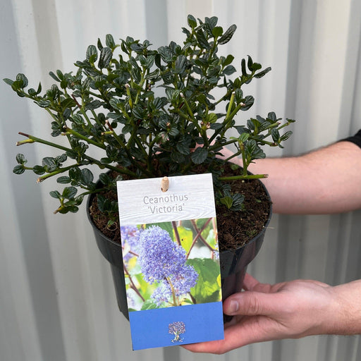 Ceanothus 'Victoria' (Californian Lilac) 9cm/2L/5L/10L -