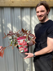 Photinia fraseri 'Pink Marble' 3L -