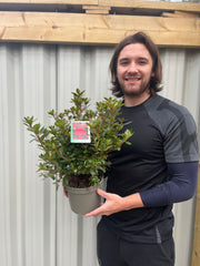 Azalea japonica 'Thierry' 2L -