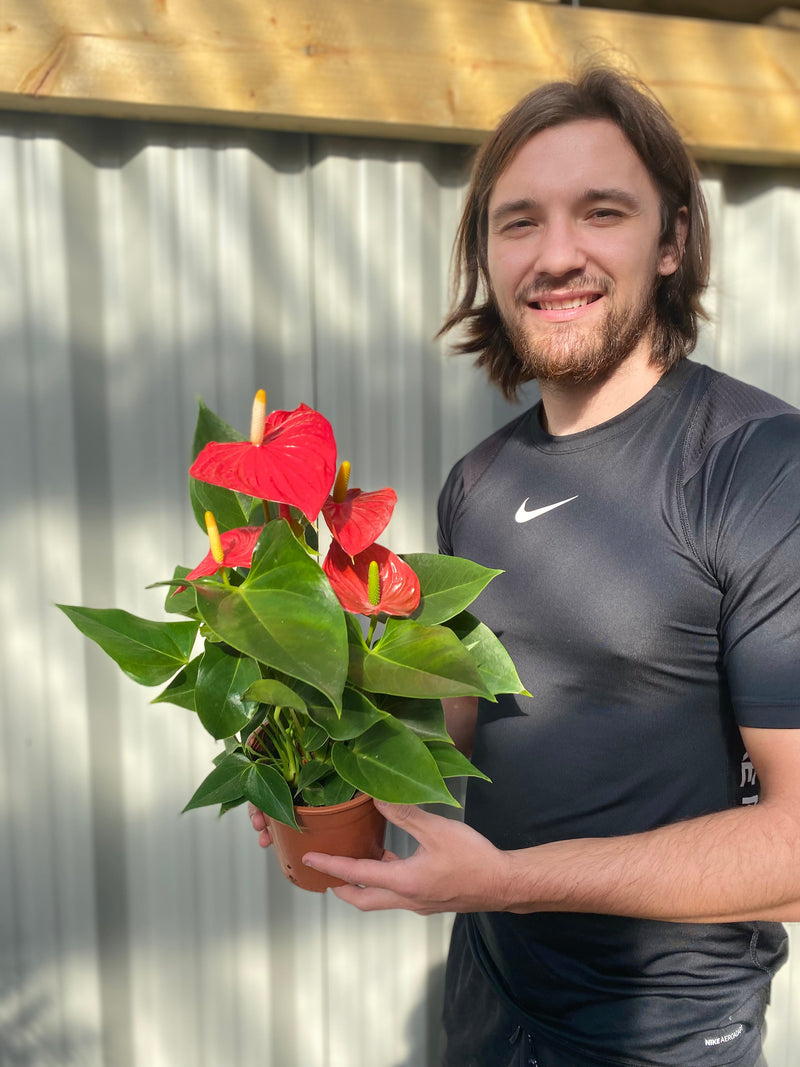 Anthurium - Red 40-50cm -