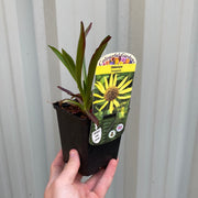 Helenium 'hoopesii' 9cm Pot -