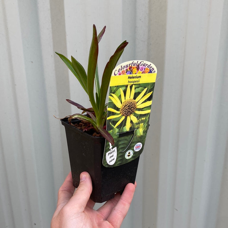 Helenium 'hoopesii' 9cm Pot -