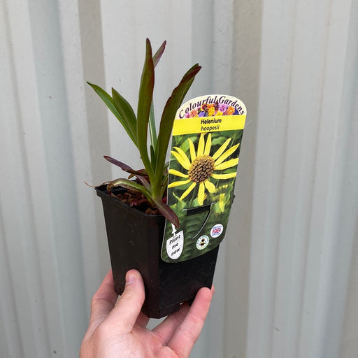 Helenium 'hoopesii' 9cm Pot -