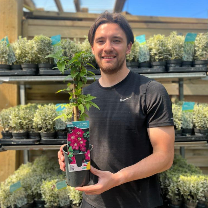 Clematis 'Ville de Lyon' 60cm -