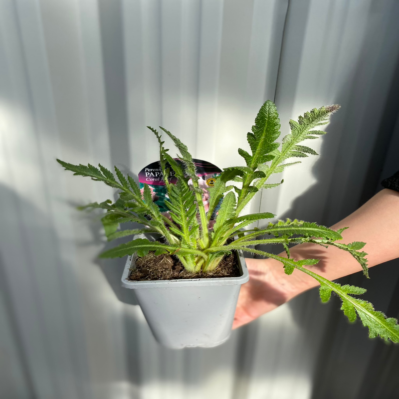 Papaver - Coral Reef Poppy 1L -