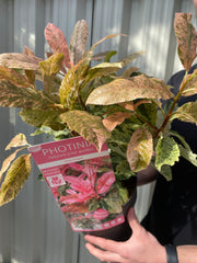 Photinia serratifolia 'Pink Crispy' 3L (Multibuy Offers Available) -