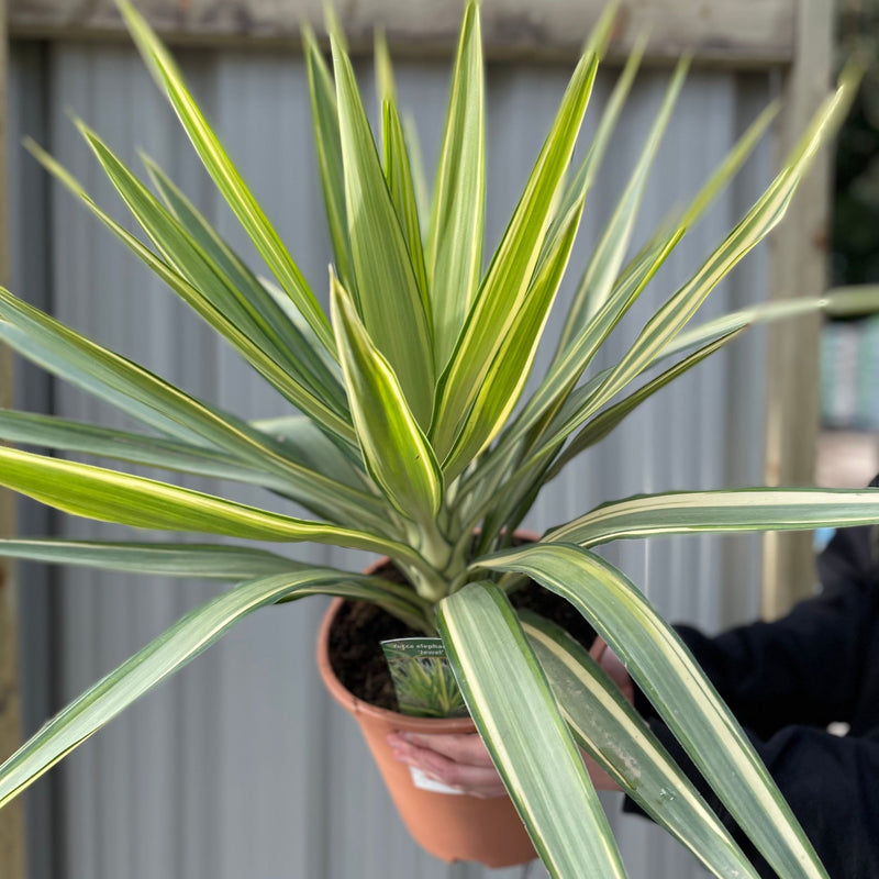 Yucca elephantipes 'Jewel' -