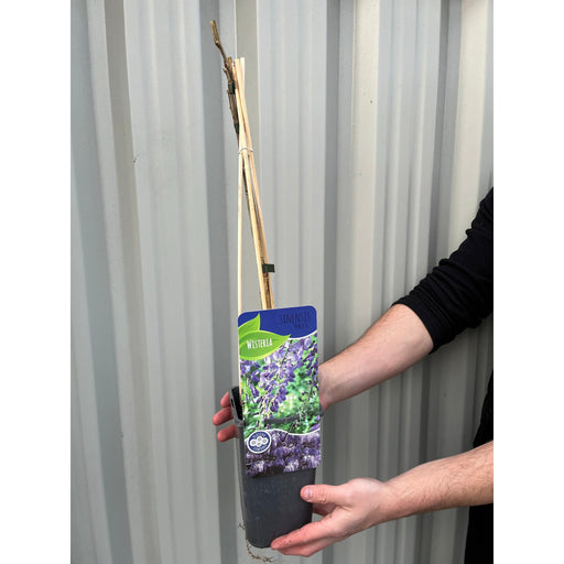 Wisteria sinensis 'Prolific' (Blue) 60cm -