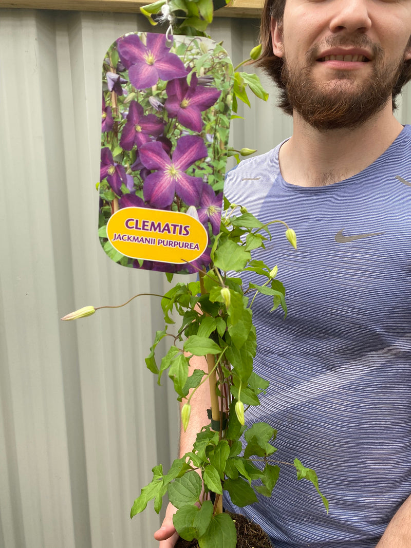 Clematis 'jackmanii purpurea' 60cm -