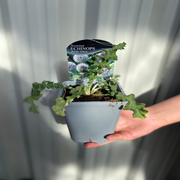 Echinops sphaerocephalus 'Artic Glow' 1L -