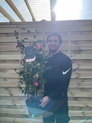 Camellia on frame 'Spring Festival ' 5L (100cm) -