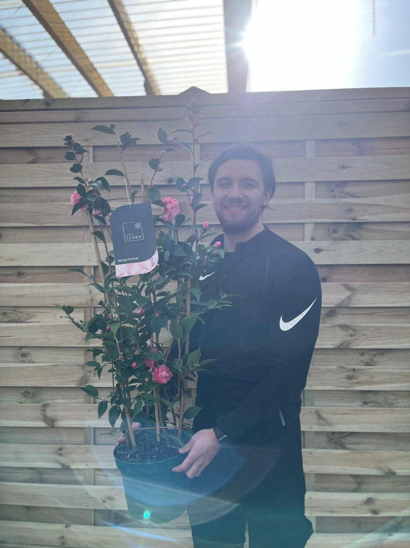 Camellia on frame 'Spring Festival ' 5L (100cm) -