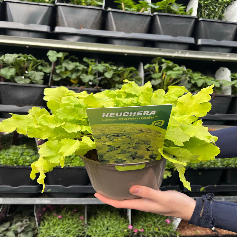 Heuchera 'Lime Marmalade' 9cm / 2L -