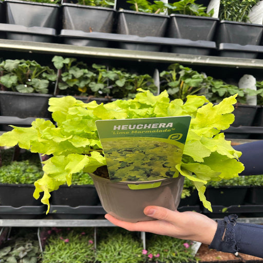 Heuchera 'Lime Marmalade' 9cm / 2L -