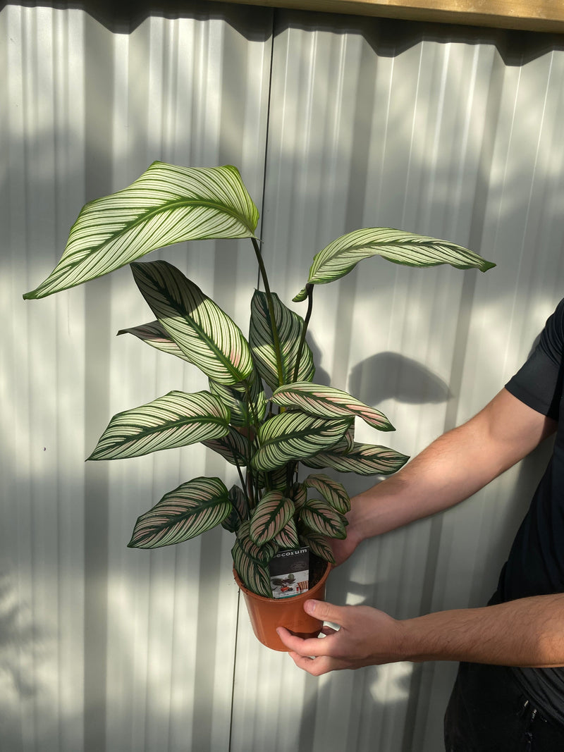 Calathea whitestar 50cm -