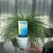 Blue Grass - Festuca Elijah Blue -