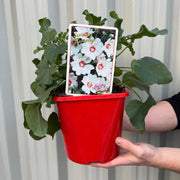 Lavatera 'Barnsley' 9cm / 2L -