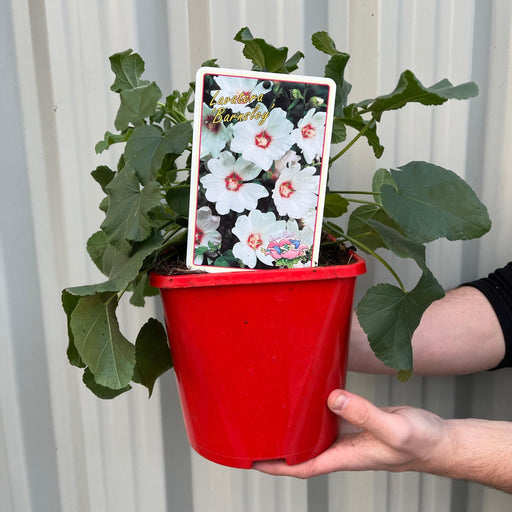 Lavatera 'Barnsley' 9cm / 2L -