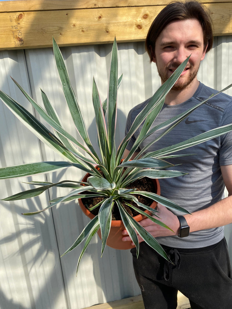 Yucca Variegata 7.5L -