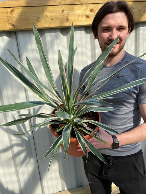 Yucca Variegata 7.5L -