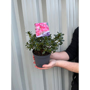 Azalea 'Anouk' 1L -