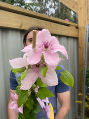 Clematis 'Pink Fantasy' 90-95cm -