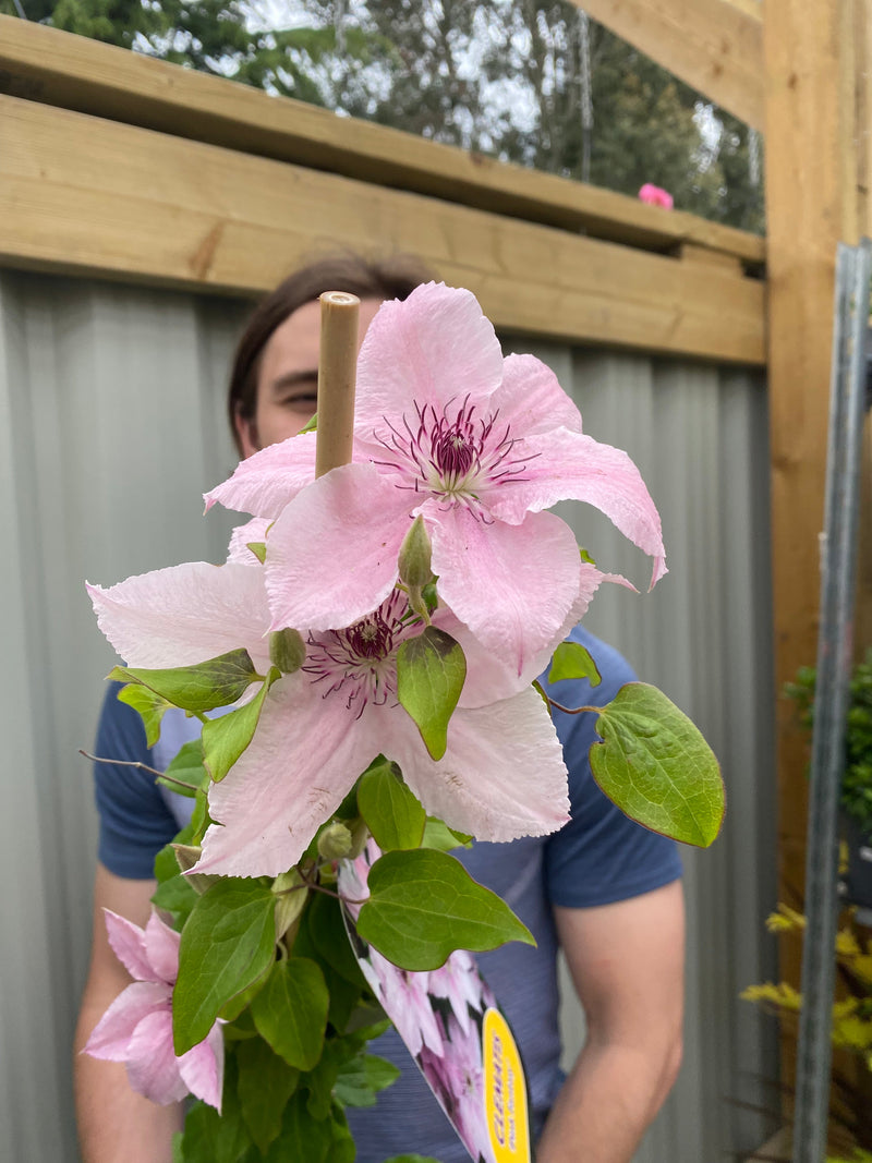 Clematis 'Pink Fantasy' 90-95cm -