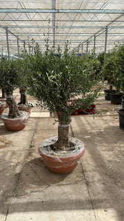 Olive Tree 75L Terracotta Bowl 1.3-1.4m Multibuy Offers Available) - Home & Garden