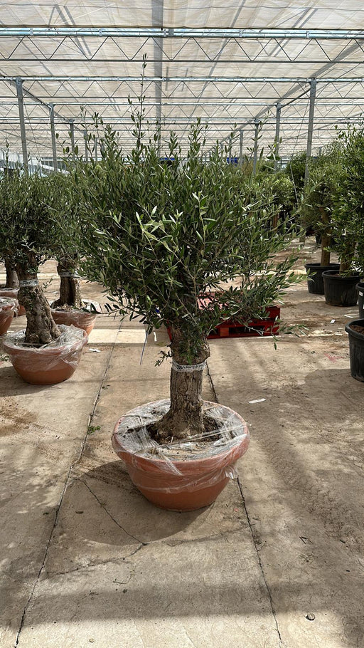 Olive Tree 75L Terracotta Bowl 1.3-1.4m Multibuy Offers Available) - Home & Garden