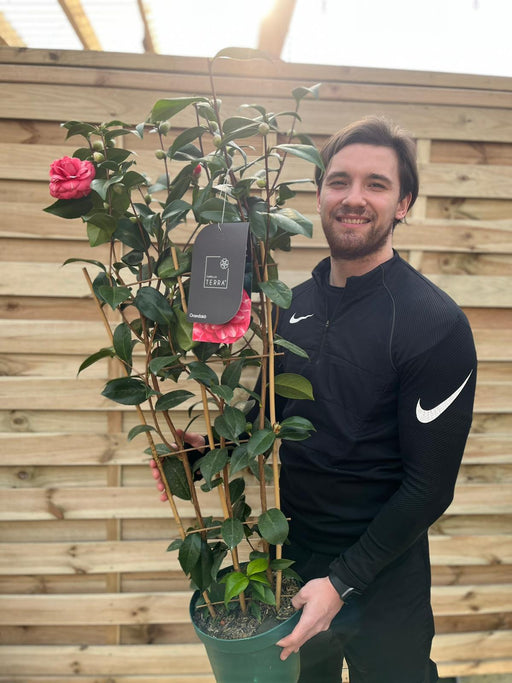 Camellia 'Orandako' 1L / 5L (100cm) -