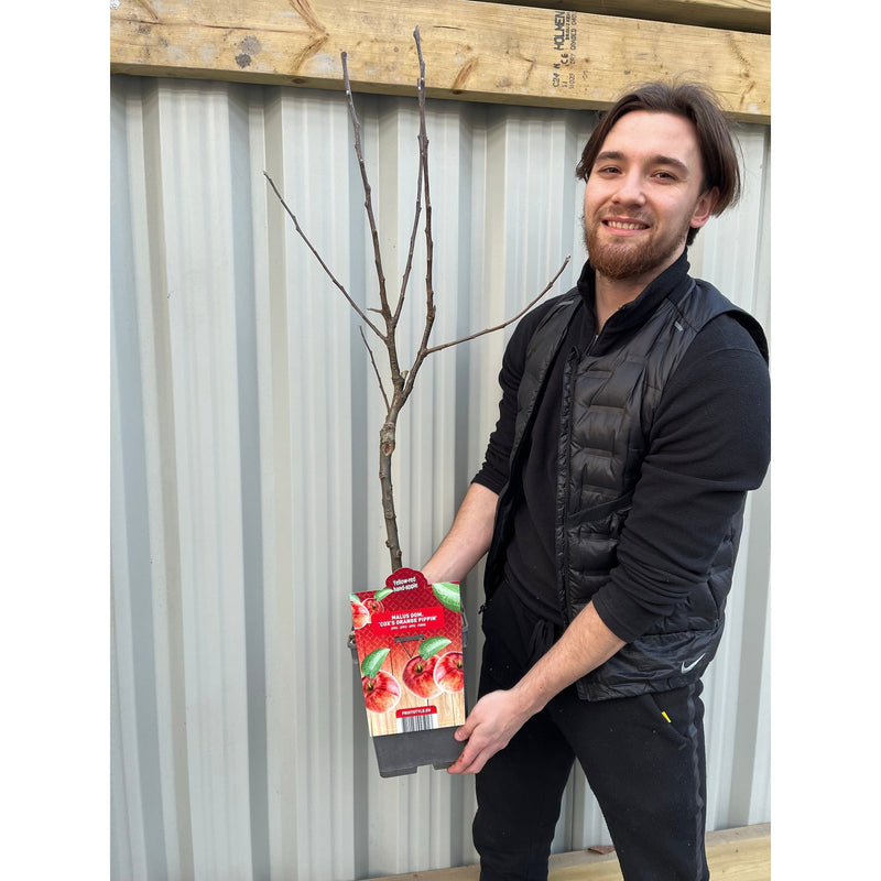 'Cox's Orange Pippin' Dwarf/Patio Apple Tree 1m -