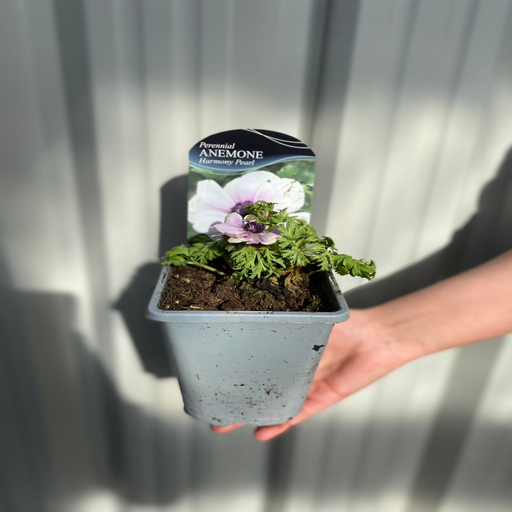Anemone coronaria Harmony Pearl 1L -